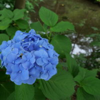 東山植物園の紫陽花