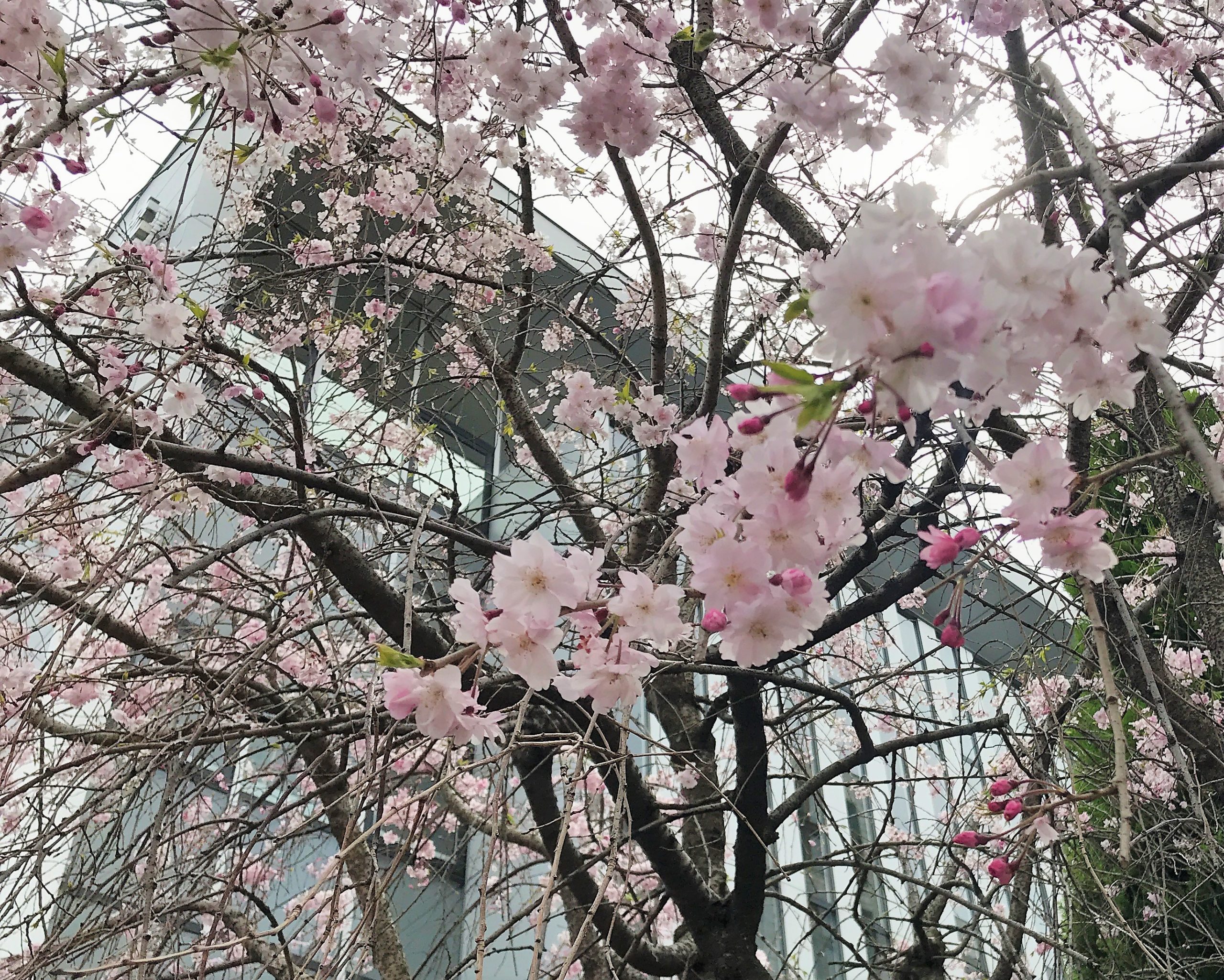 満開の名古屋市内の桜