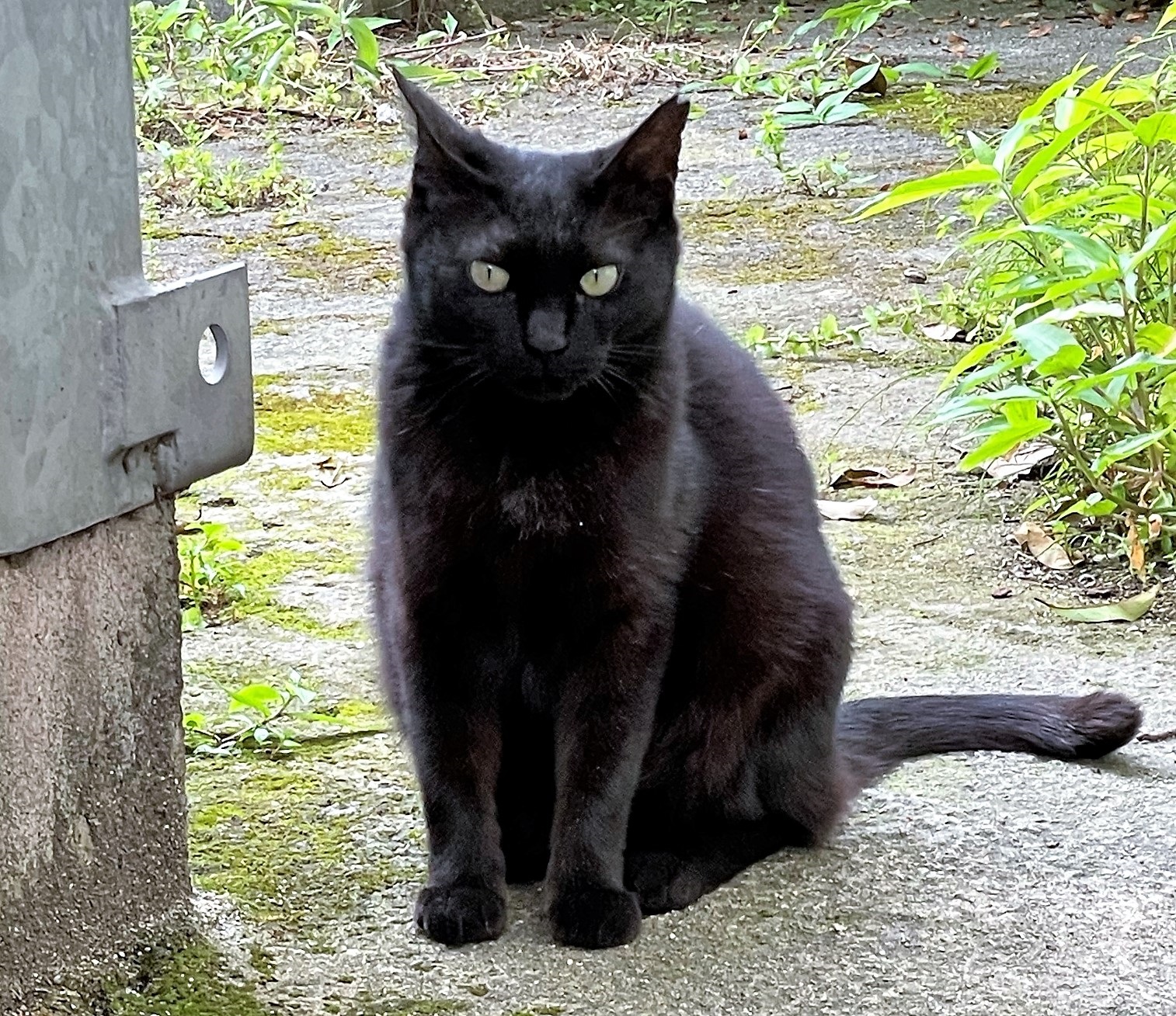 左耳が切れている黒猫さん