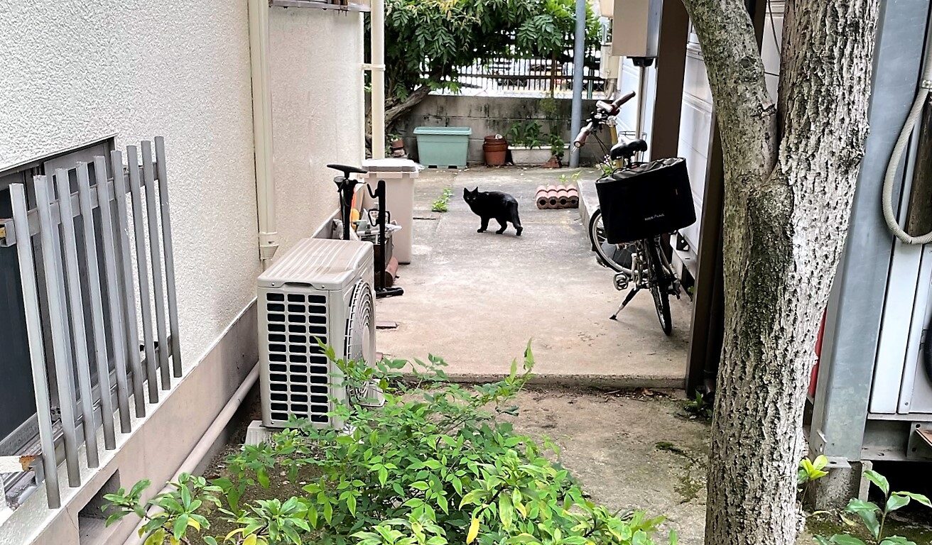 裏庭に来る黒猫さん