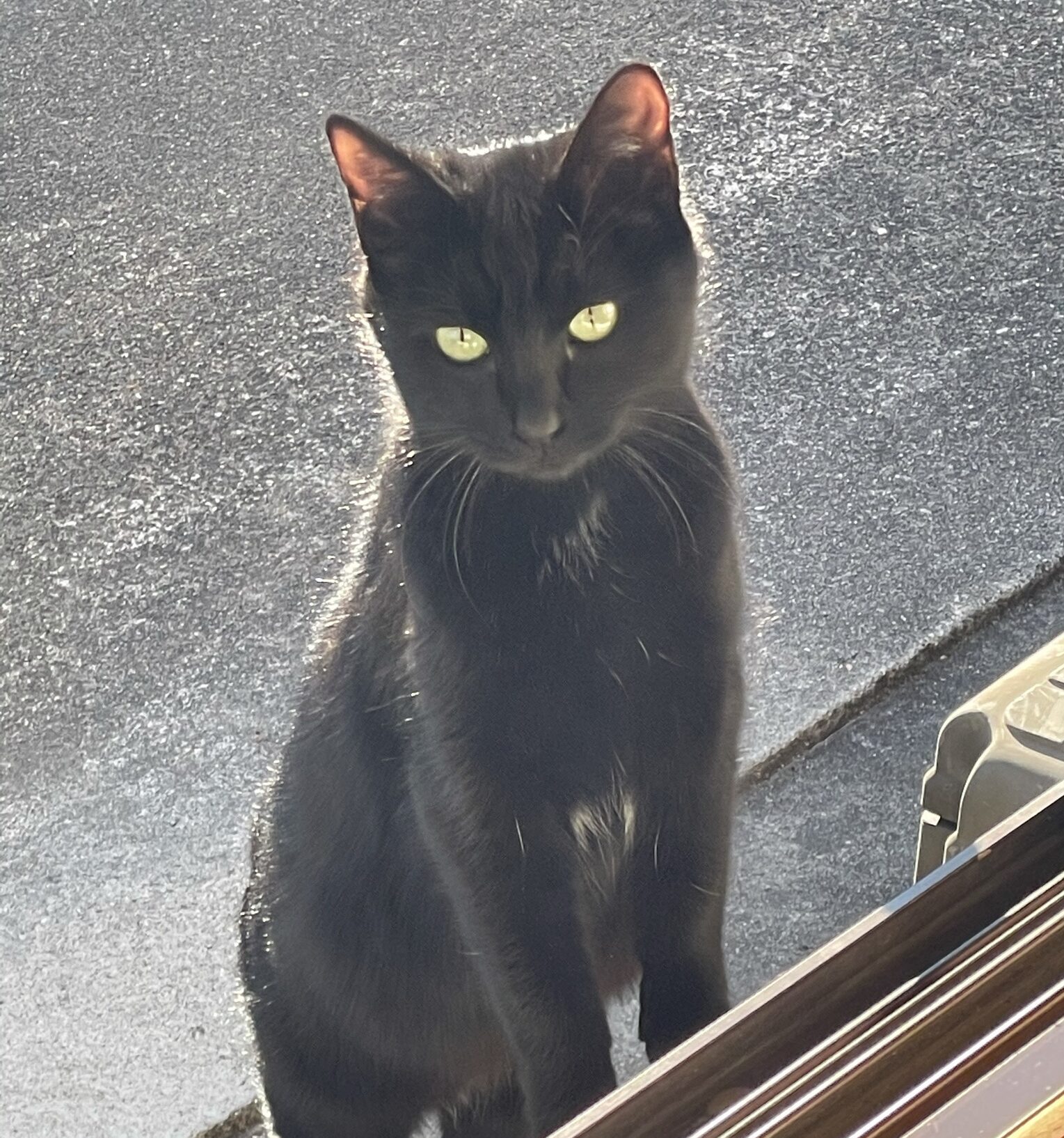 裏庭に餌をもらいに来る黒猫さん