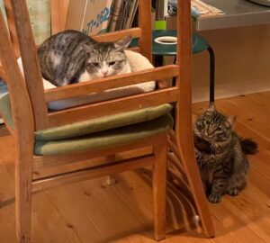 別荘での二匹の猫ちゃん