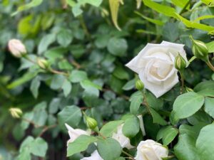 庭の白いバラの花