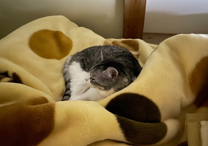 毛布で寝るミーナちゃん