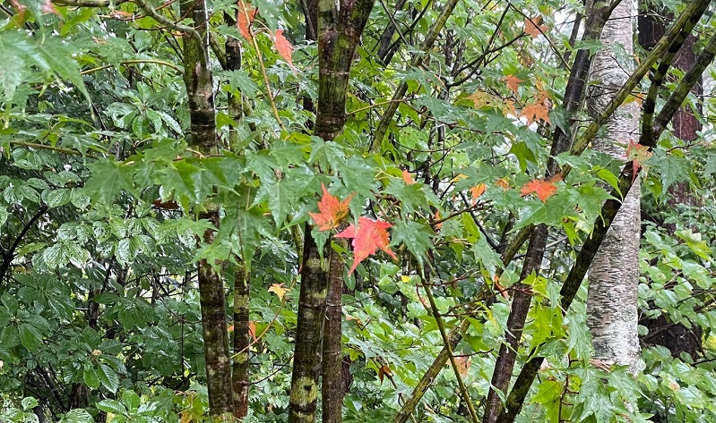 庭の紅葉