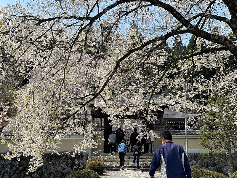 永養寺の桜の写真-1