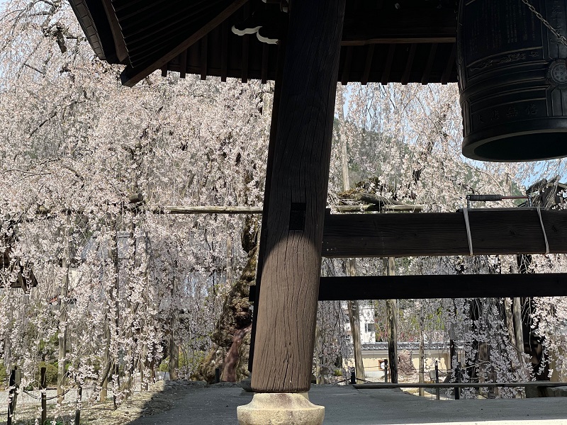 永養寺の桜の写真-2