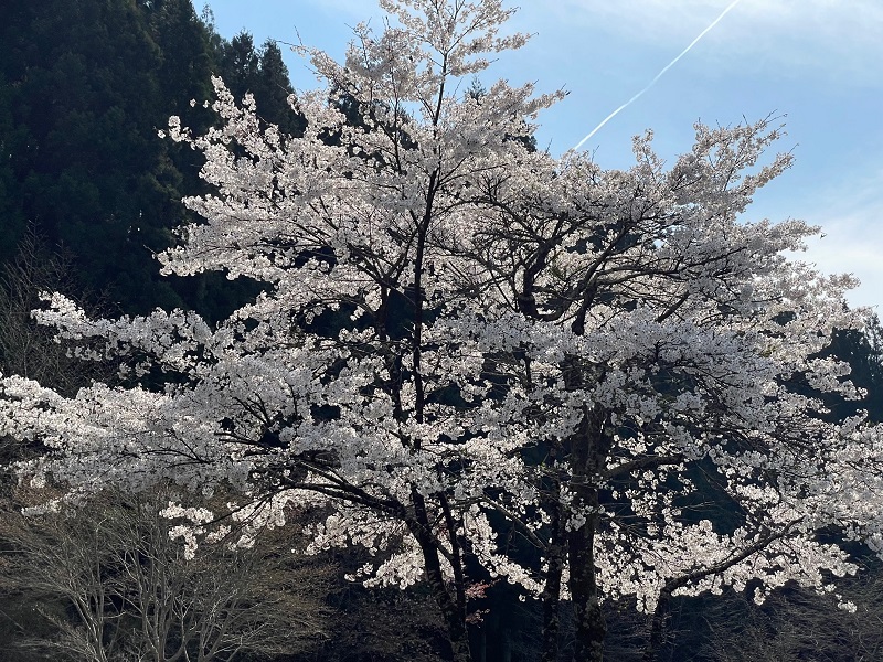 飛騨の桜の写真