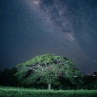 銀河の星空と樹木