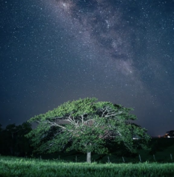 銀河の星空と樹木