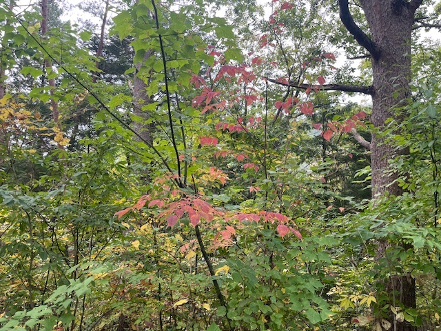 別荘の紅葉