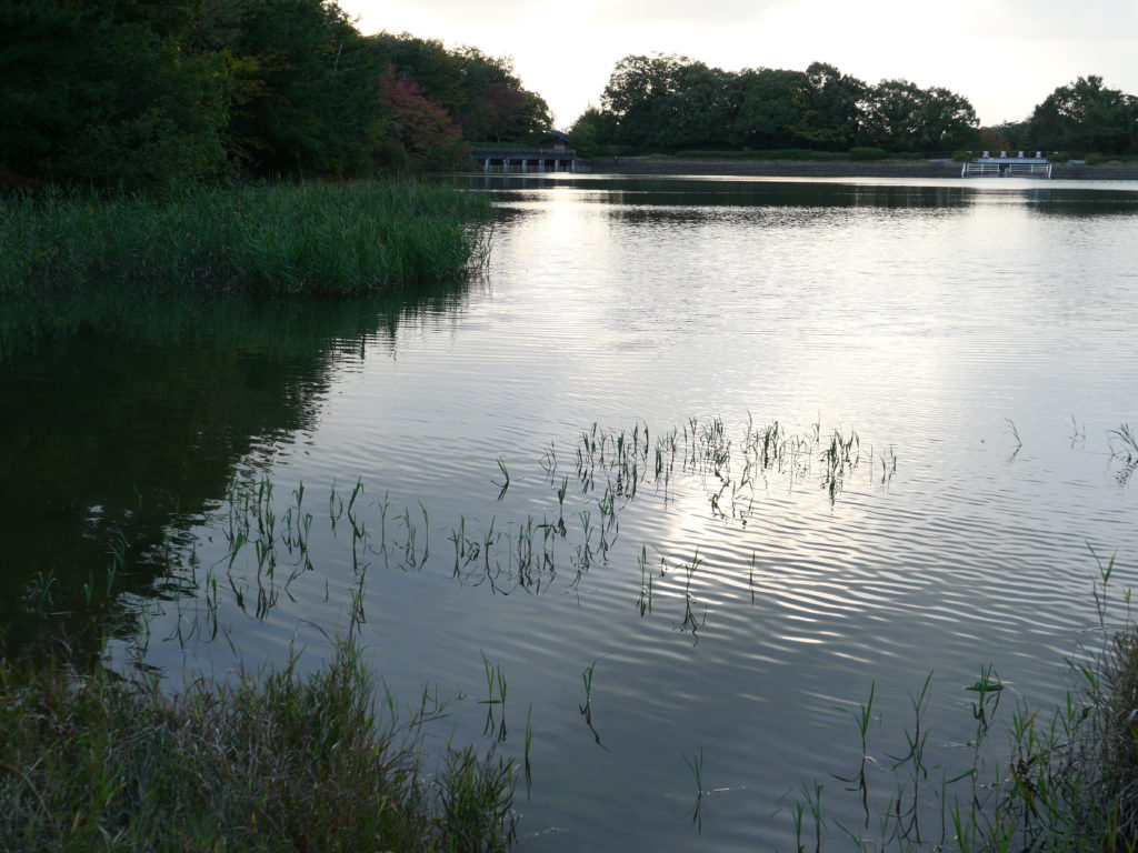 小幡緑地の池