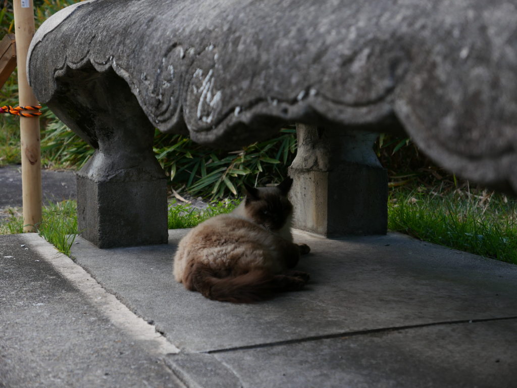 小幡緑地公園内の猫