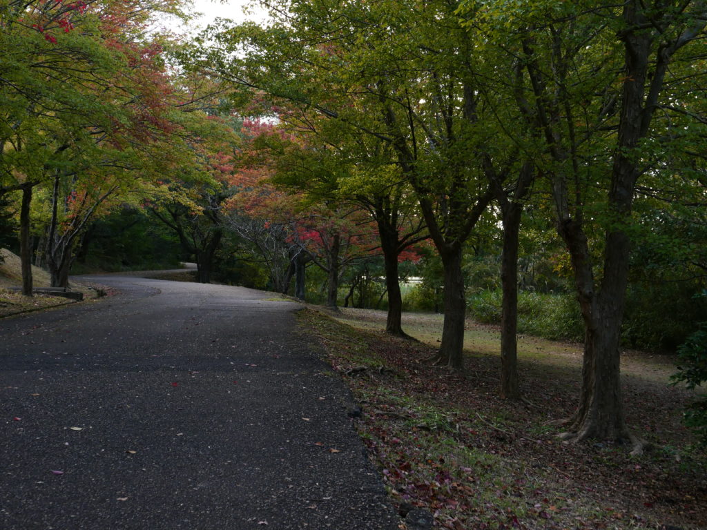 小幡緑地公園の雑木林の道