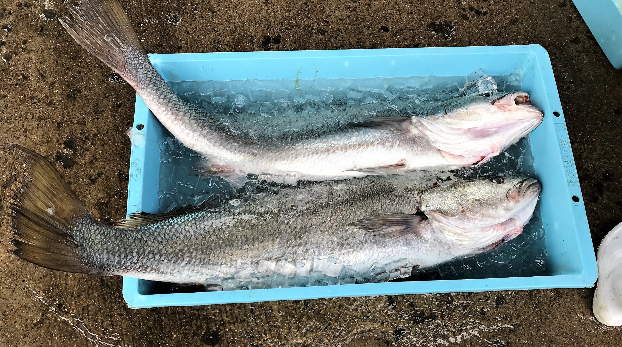 伊良湖港の魚市場に水揚げされた魚