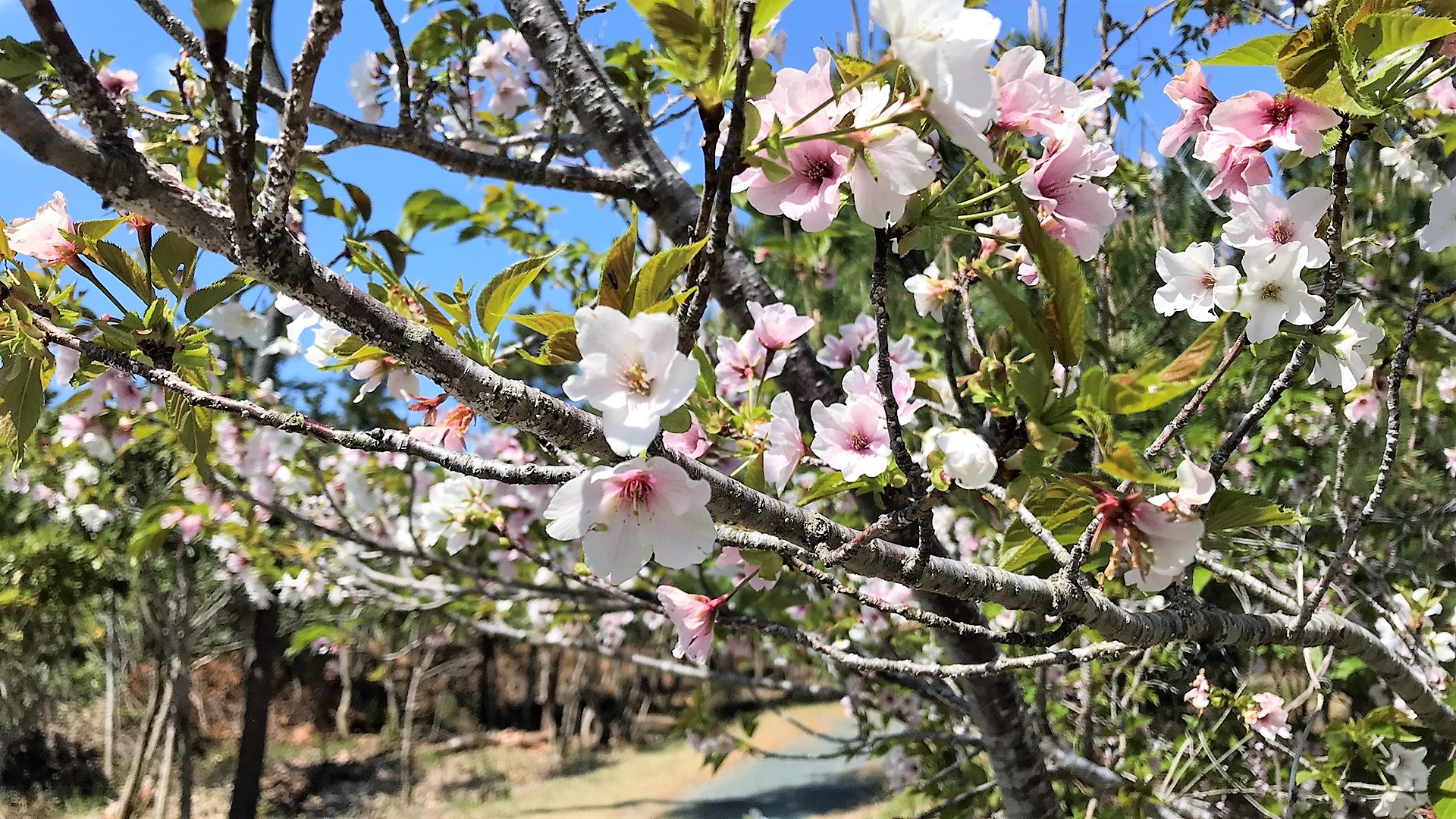 伊良湖岬の桜